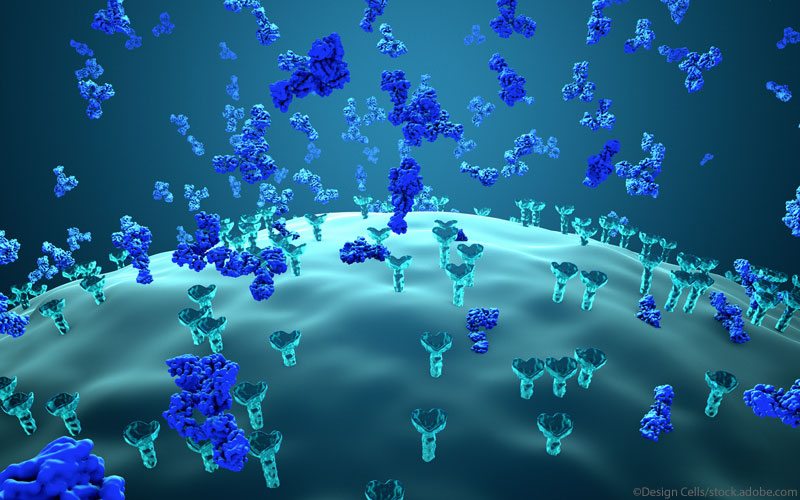 Antikörper blockieren Virus Antikörper blockieren Virus