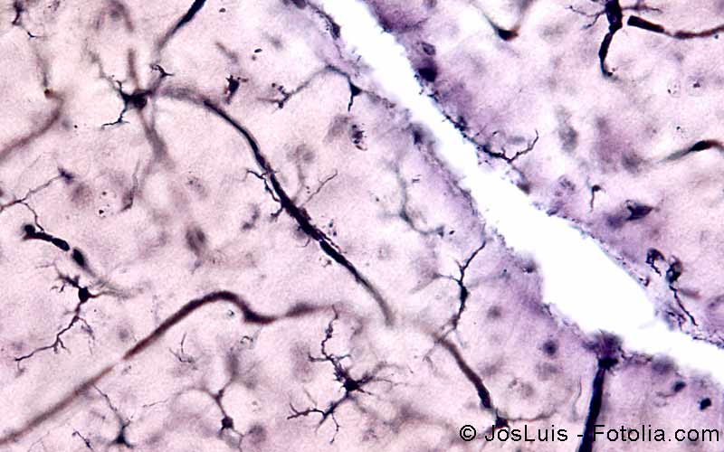Glia Zellen Glia Zellen