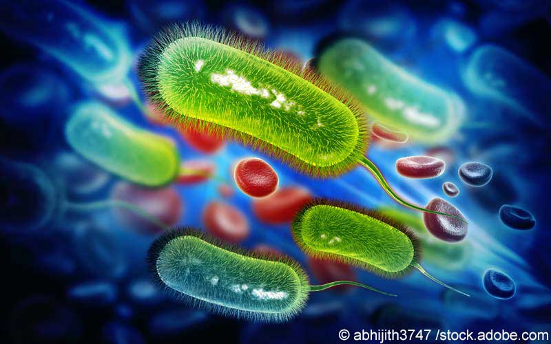 Helicobacter pylori bakterium