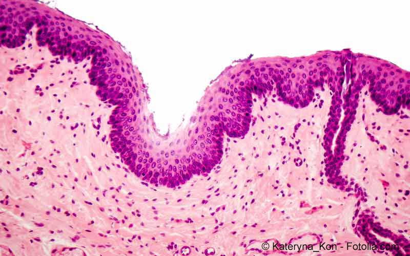 Histologie der Haut Histologie der Haut