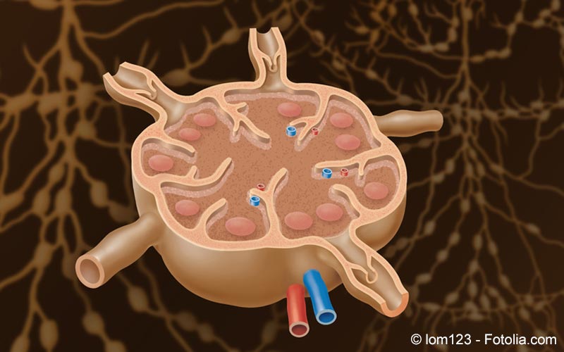 Lymphknoten Lymphknoten