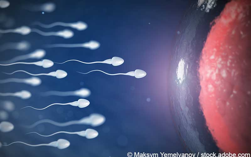Spermien Eizelle Spermien Eizelle