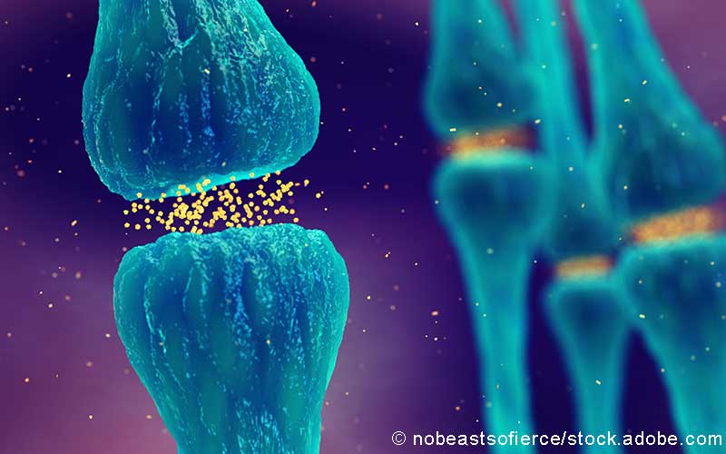 Synapse Synapse