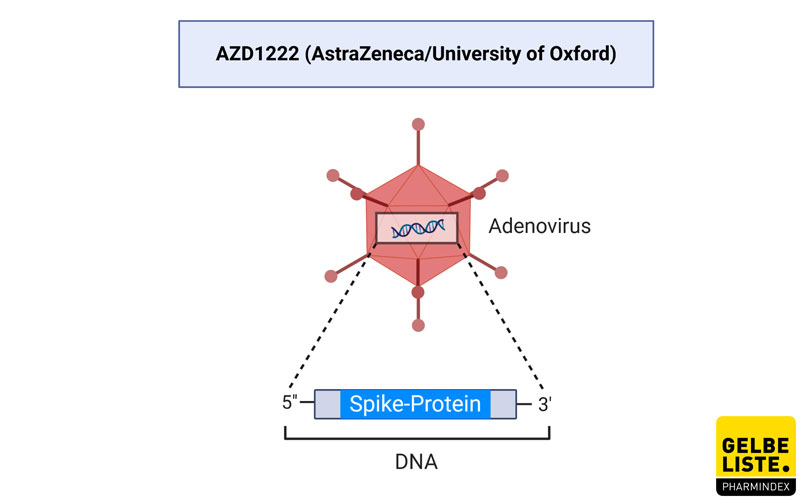 Sars Cov 2 Spike Glycoprotein Chadox1 S Anwendung Wirkung Nebenwirkungen Gelbe Liste