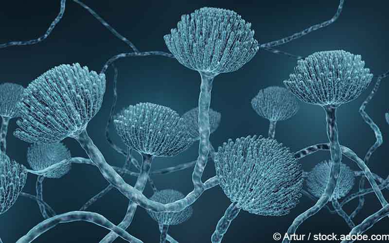 Lungenmikrobiota Und Pulmonale Aspergillosen Gelbe Liste