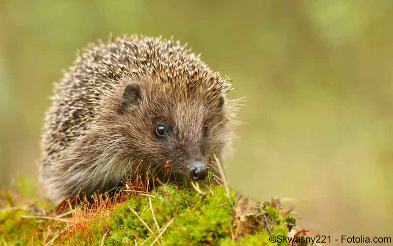 Igel Igel