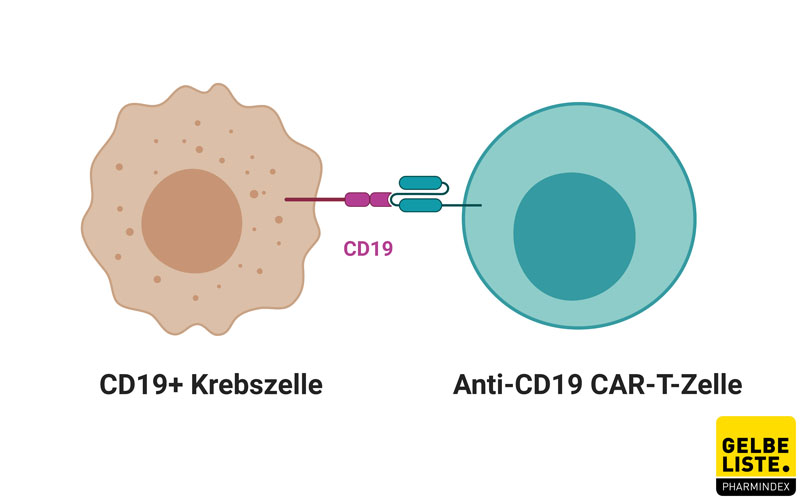 CAR-T-Zell-Therapeutika | Gelbe Liste