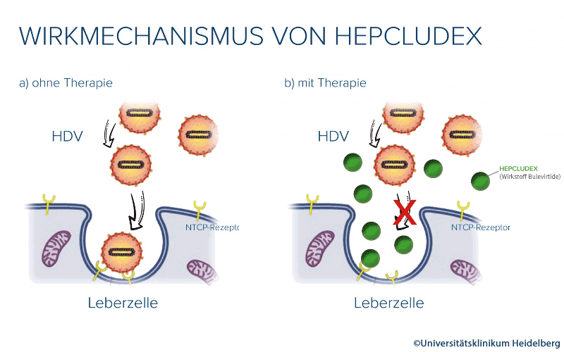 Wirkmechanismus Bulevirtid